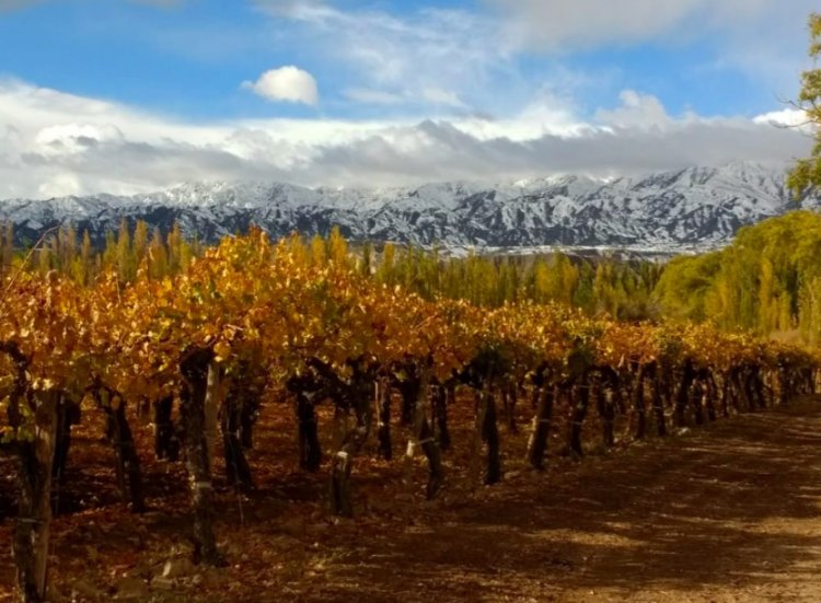 Barreal: a arca de Noé do vinho argentino - por Samara Portela - Sommelière