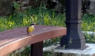 UM BANCO DE PRAÇA - Márcia Gomes