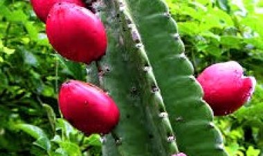 Desde que vim morar neste lugar