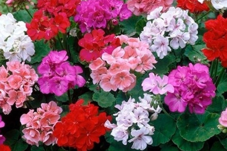 O Perfume da Resistência: